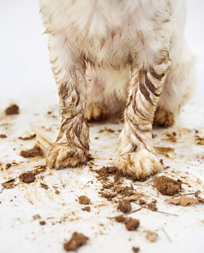 Post-walk paws